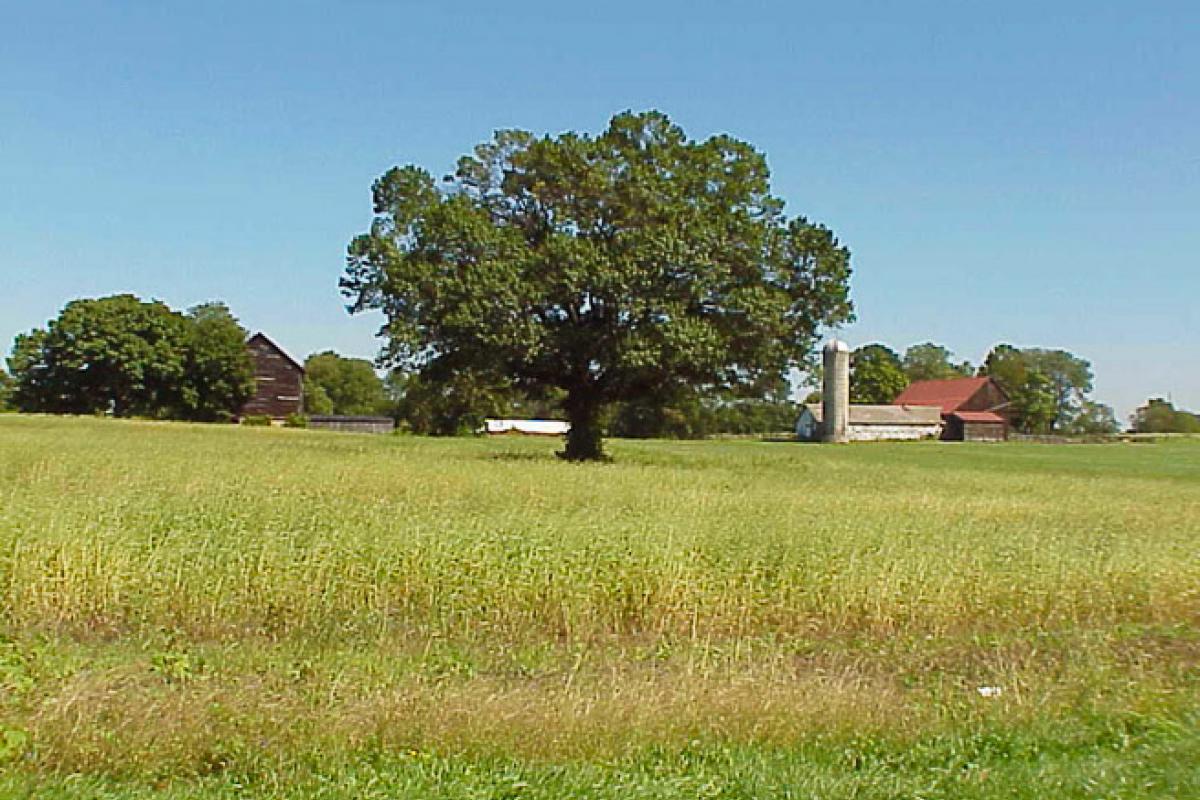 Westampton Field with Tree